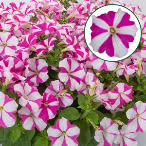 Bild von Petunia P12 FF Rose star